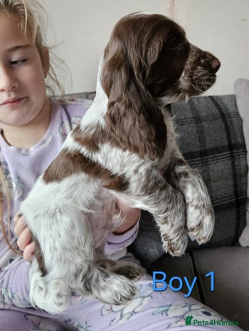 Cocker Spaniel dogs stunning show cockers - Advert 1