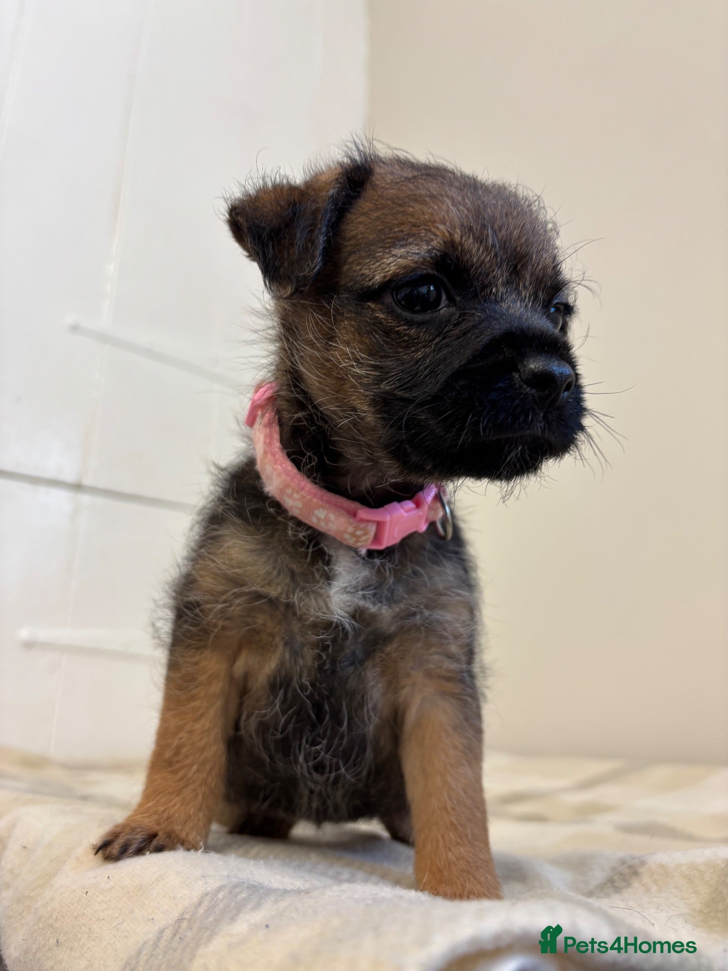 Border Terrier dogs 2 girls left 💕KC reg border terrier puppies  - Advert 1