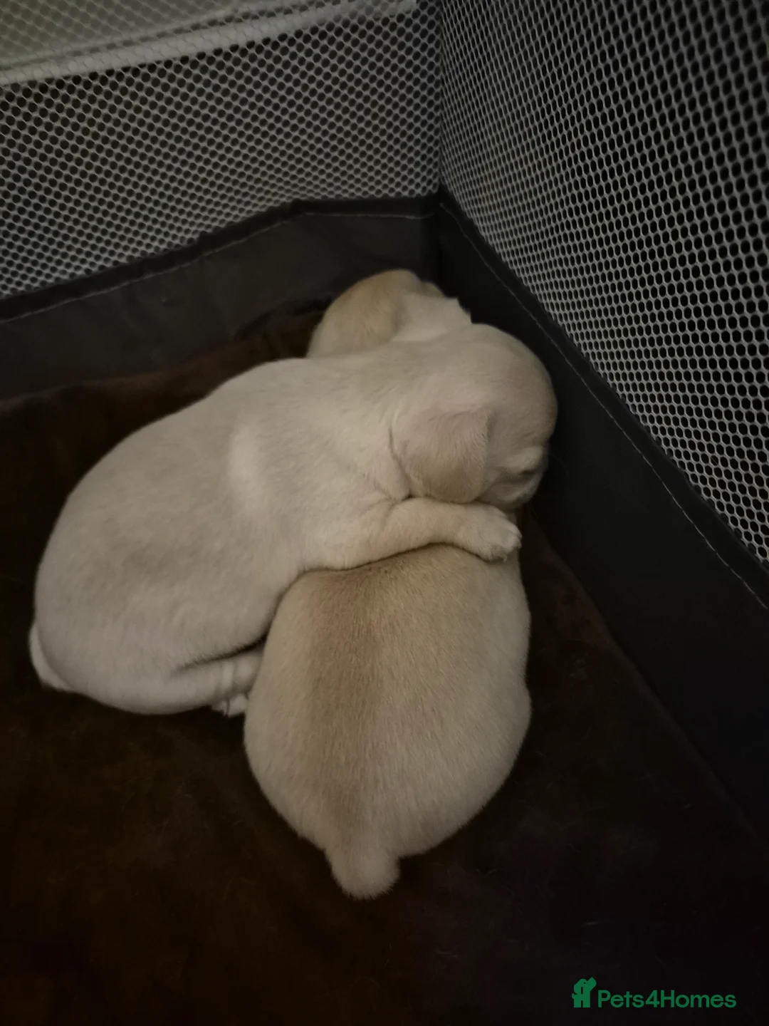 Chihuahua dogs for sale: Chihuahua  - Advert 4