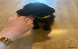 Cockerdor dogs for sale: 🐶Cockerdor Puppies 🐶 - Image 30