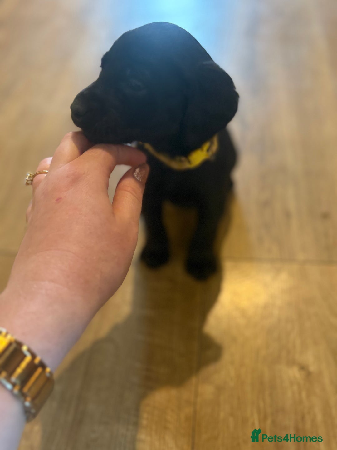 Cockerdor dogs for sale: 🐶Cockerdor Puppies 🐶 - Image 30