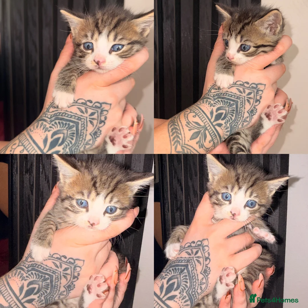 Mixed Breed cats for sale: 6 Beautiful Kittens - Advert 8