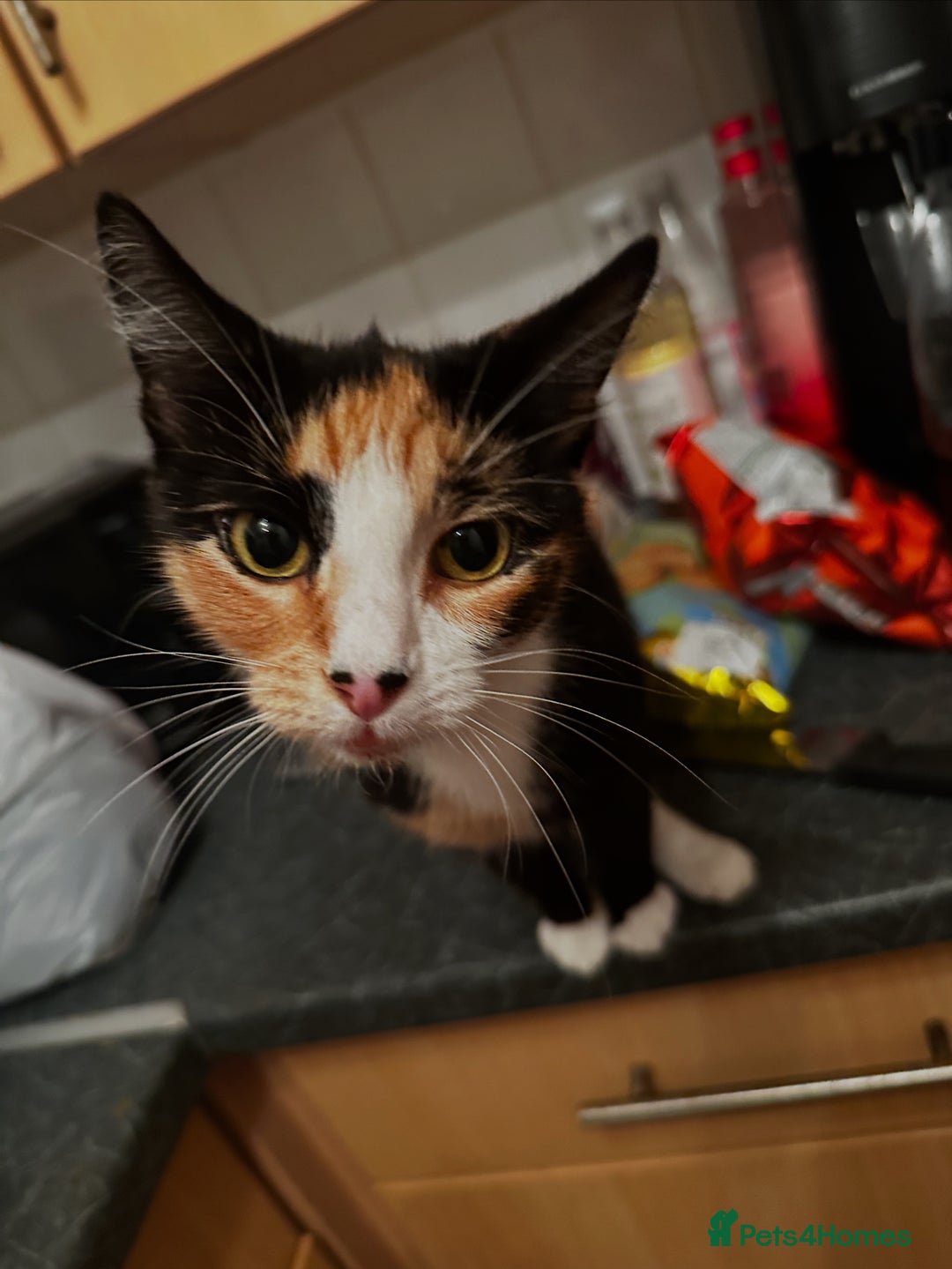 Domestic Shorthair cats for sale: Black tortie ready to go  - Advert 3