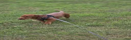Jackshund dogs for sale: Milo 7 months old in Saint Helens - Advert 5