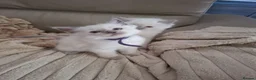 Ragdoll cats for sale: Ragdoll kittens  - Advert 9