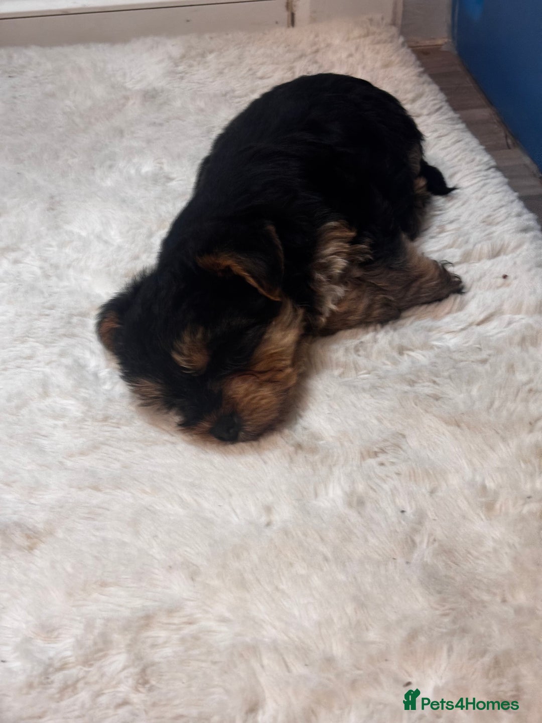 Yorkshire Terrier dogs for sale: Puppy🐶 - Advert 4