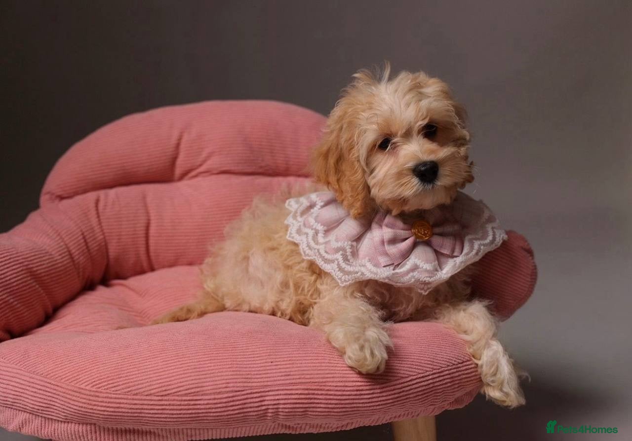 Cockapoo dogs American Cockapoo girl F1, 6 months old - Advert 16