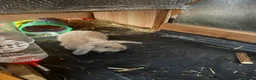 Lionhead rabbits for sale: Lion baby rabbits  - Advert 4