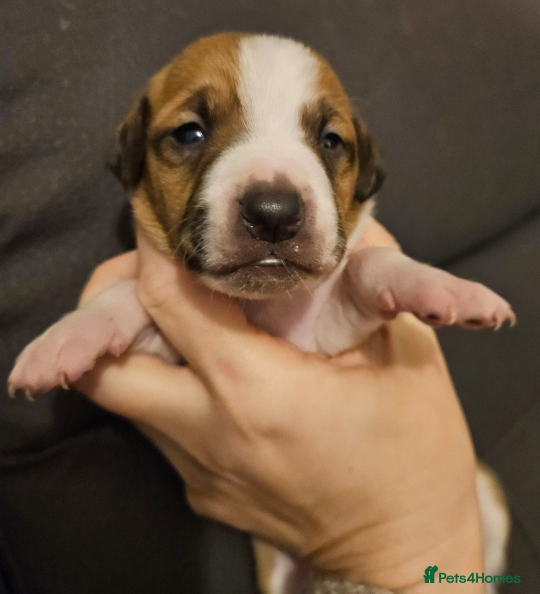 Mixed Breed dogs for sale: Italian Greyhound x Bull Greyhound Puppies - Advert 29