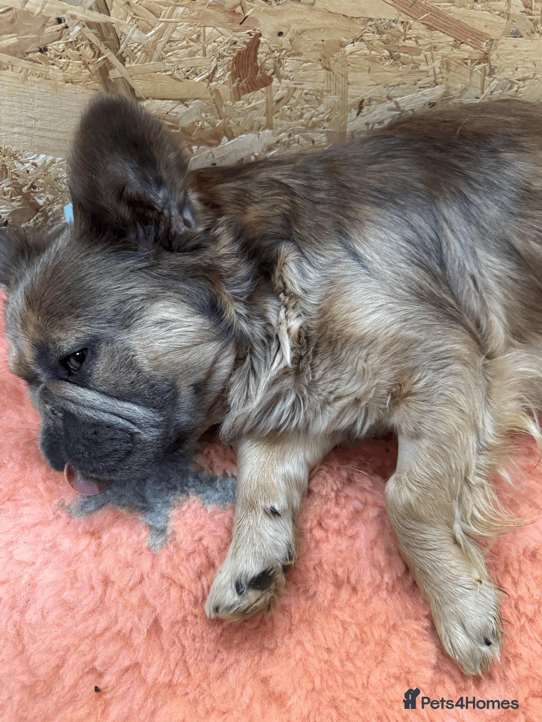 French Bulldog dogs for sale: Exceptional Fluffy French Bulldog Puppies - Image 39