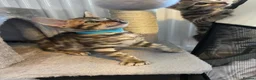 Bengal cats for sale: 7 beautiful pure Bengal Kittens - Advert 24