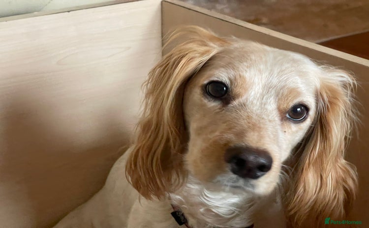 Cocker Spaniel dogs - Advert 3