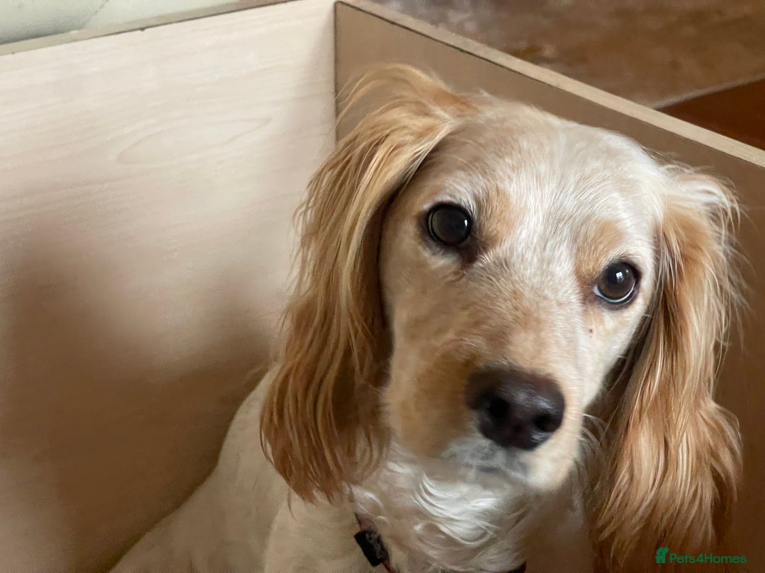 Cocker Spaniel dogs for sale: KC REGISTERED COCKER SPANIELS  - Image 1