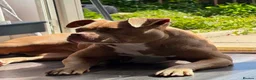 American Bully dogs for sale: 11 month old puppy - Advert 3