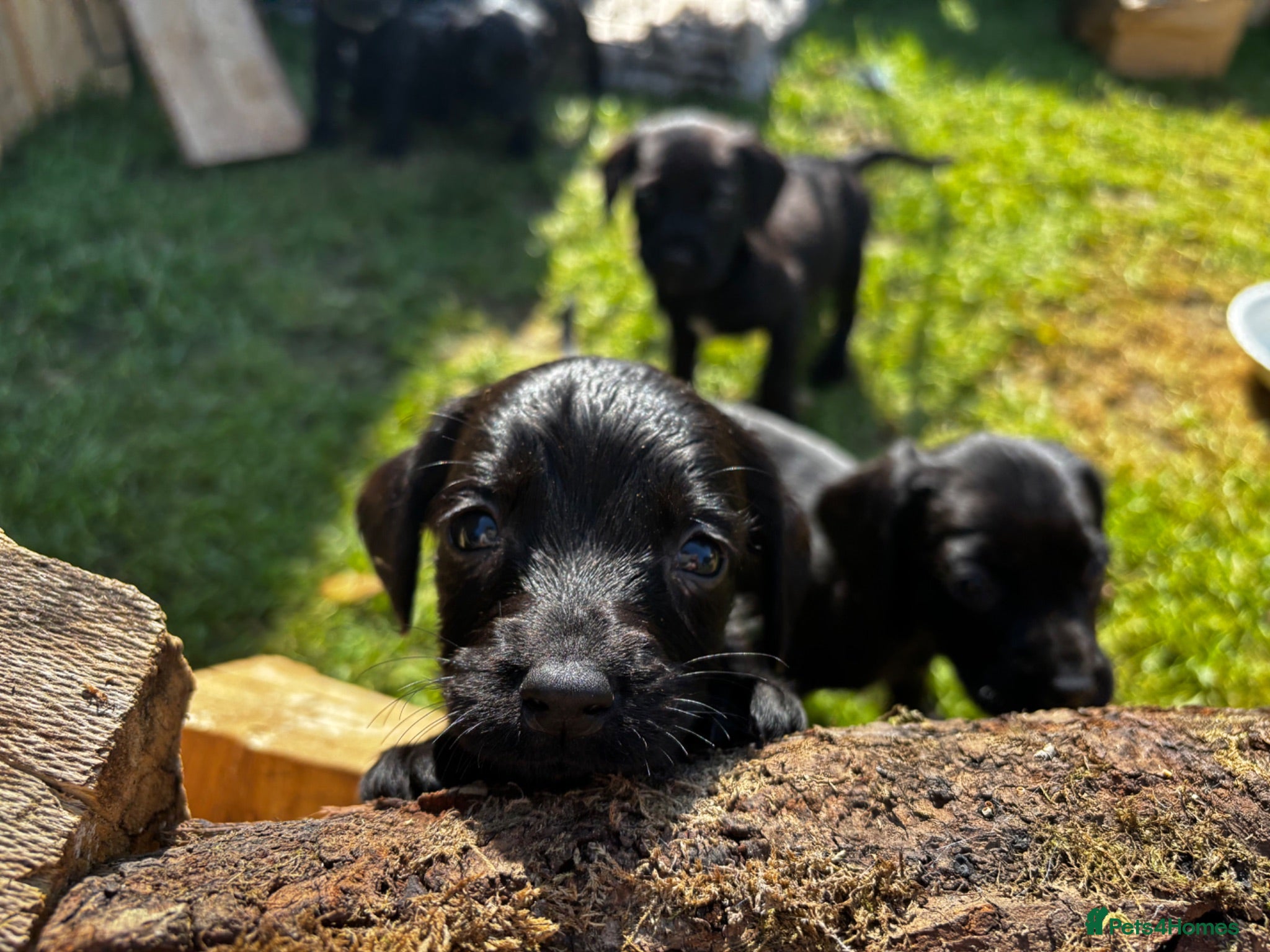 Springador dogs Springador puppies  - Advert 19