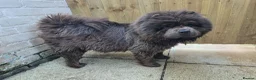 Chow Chow dogs for sale: KC REG CHOW CHOW PUPPIES - Advert 1