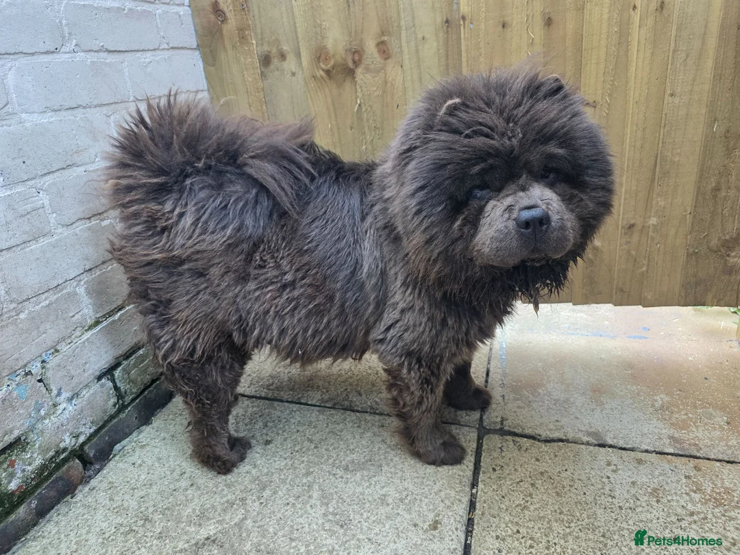 Chow Chow dogs for sale: KC REG CHOW CHOW PUPPIES - Advert 1