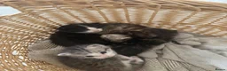 Mixed Breed cats for sale: Kittens for sale  - Advert 6