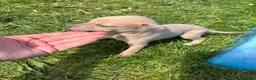 Whippet dogs for sale: Kc Reg whippet  * 1 BOY LEFT* ready 22/05/26 - Advert 17