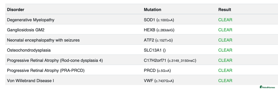 Toy Poodle dogs for stud: Exquisite Proven KC Red Stud DNA Clear Eye Tested - Advert 17