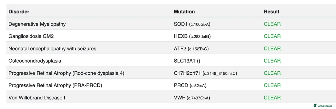 Toy Poodle dogs for stud: Exquisite Proven KC Red Stud DNA Clear Eye Tested - Advert 17