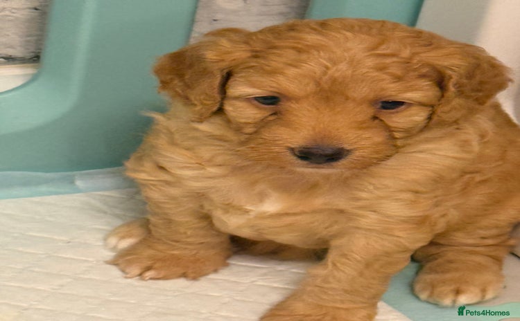 Cockapoo dogs - Advert 16