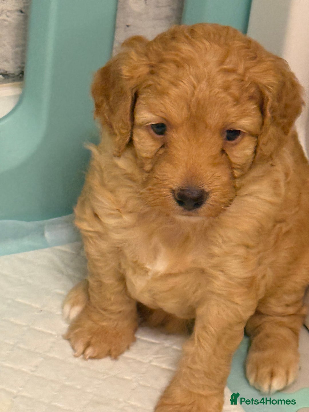 Cockapoo dogs for sale: Cockapoos apricot/white available  - Advert 2