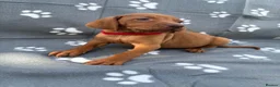 Hungarian Vizsla dogs for sale: Beautiful KC Reg Hungarian Vizsla Puppies - Advert 24