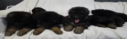 German Shepherd dogs for sale: Gorgeous German Shepherd Puppies For Sale - Advert 16