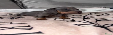 Miniature Dachshund Puppy 3