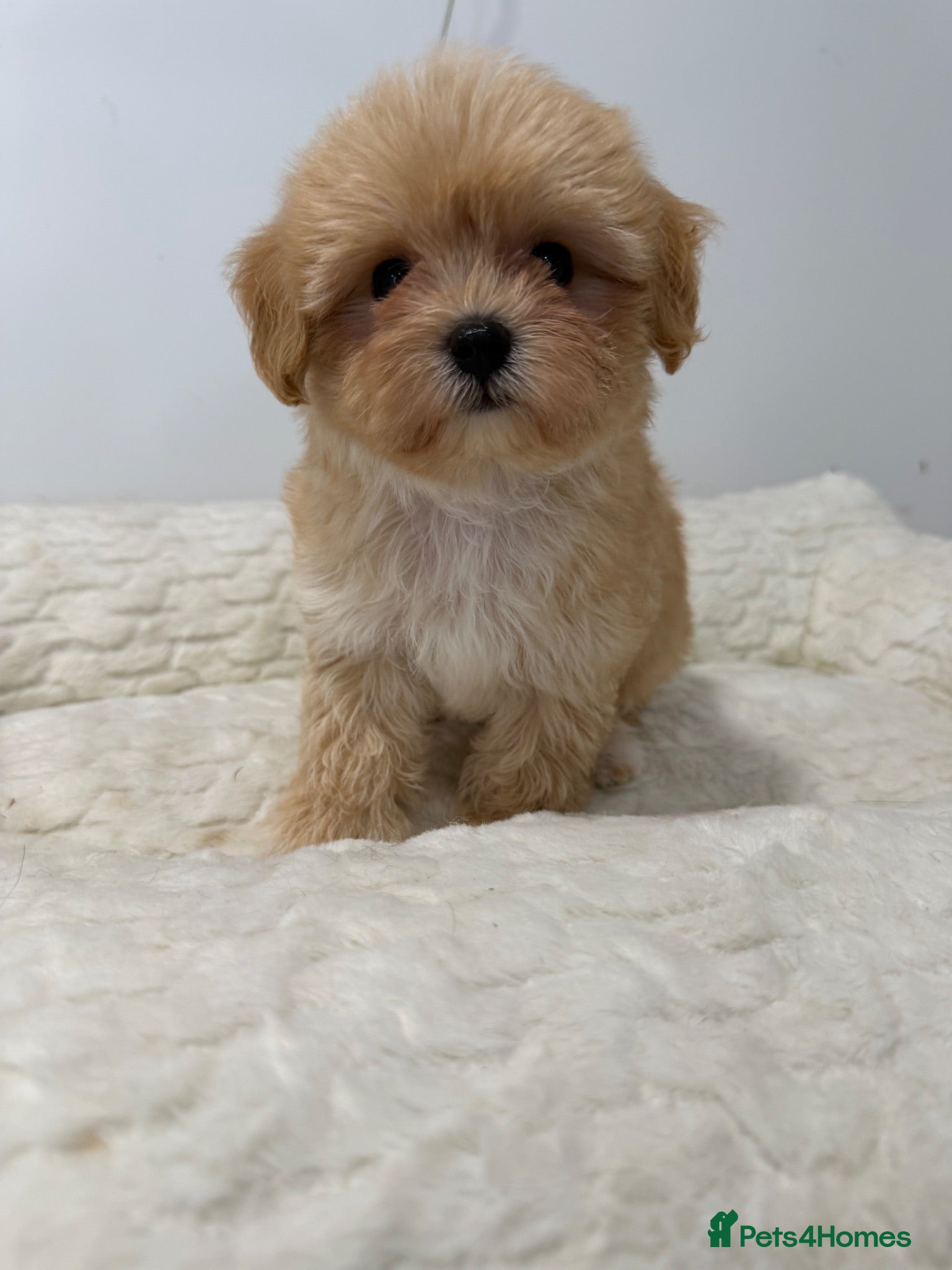 Maltipoo dogs 1 beautiful tiny f1 boy available.  - Advert 2