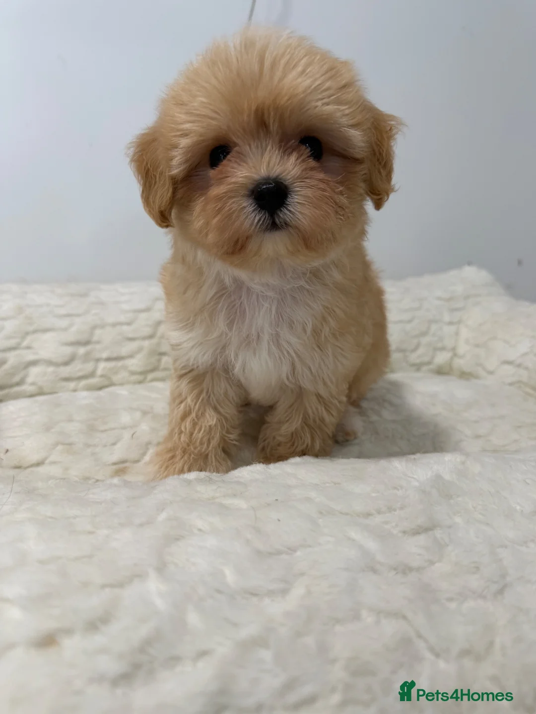 Maltipoo dogs for sale: 1 beautiful tiny f1 boy available.  - Advert 2
