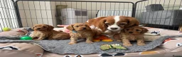 Cavapoo dogs for sale: Extensively Health tested F1 Cavapoo🐾 puppies - Advert 9