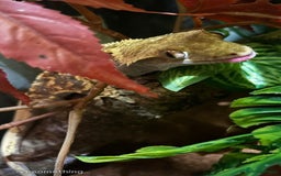 Gecko reptiles for sale: Crested Gecko Male Boy Reptile  - Image 7
