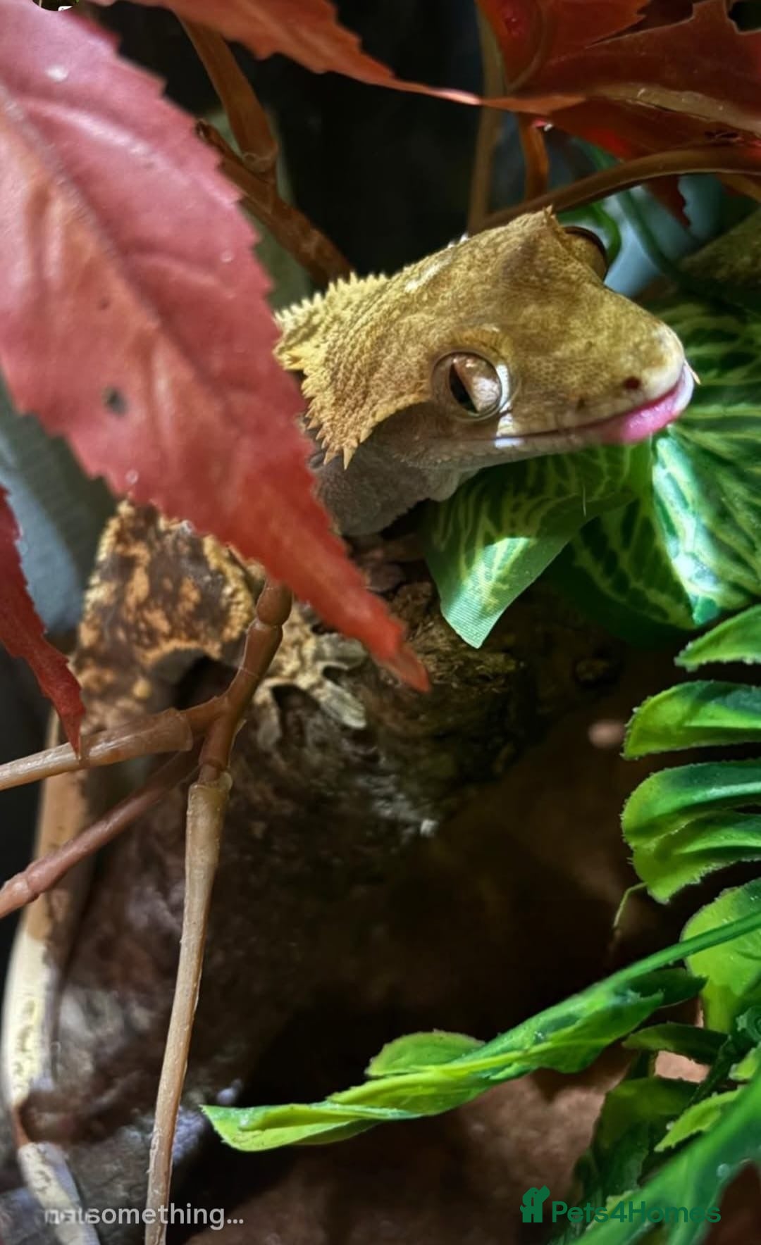 Gecko reptiles for sale: Crested Gecko Male Boy Reptile  - Image 7
