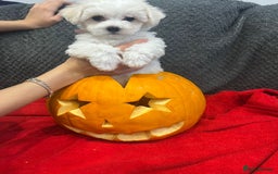 Bichon Frise dogs for sale: KC Registered Pedigree Bichon Frise Puppies - Image 2