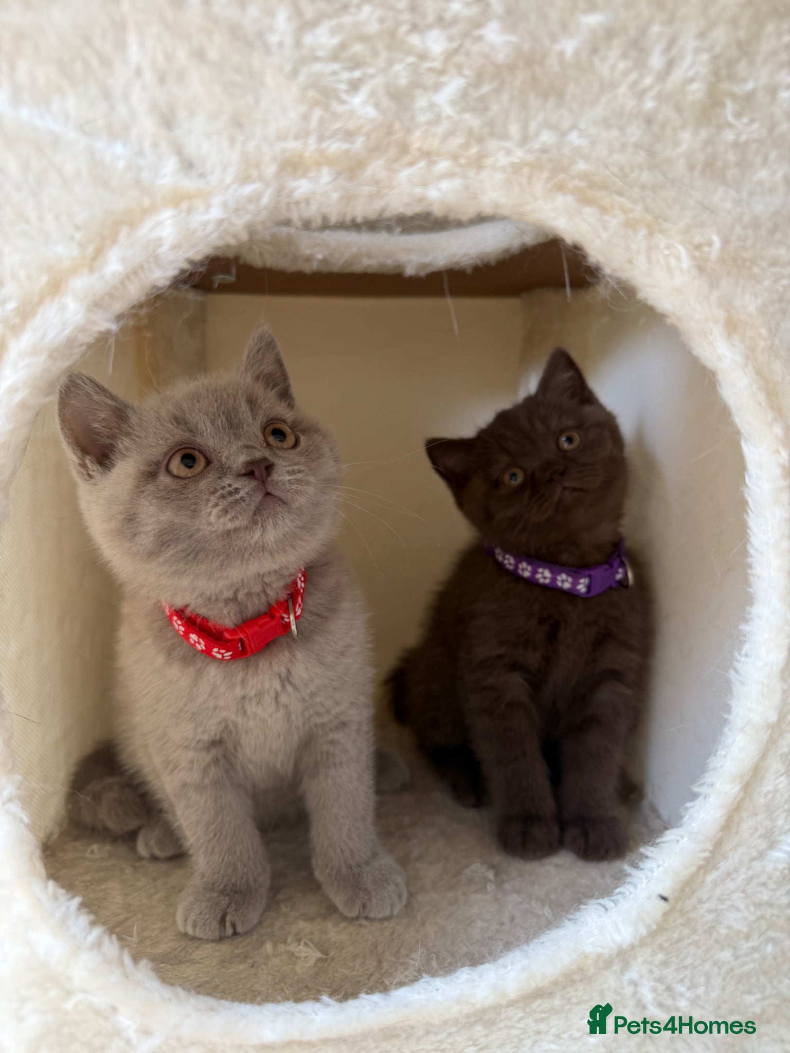 British Shorthair cats Beautiful chunky British shorthair kittens - Advert 8