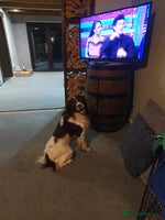 English Springer Spaniel dogs Springer spaniel kc reg - Advert 4
