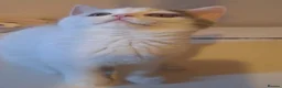 British Shorthair cats for sale: GCCF BSH Kittens Direct Grand Champion Lines  - Advert 10