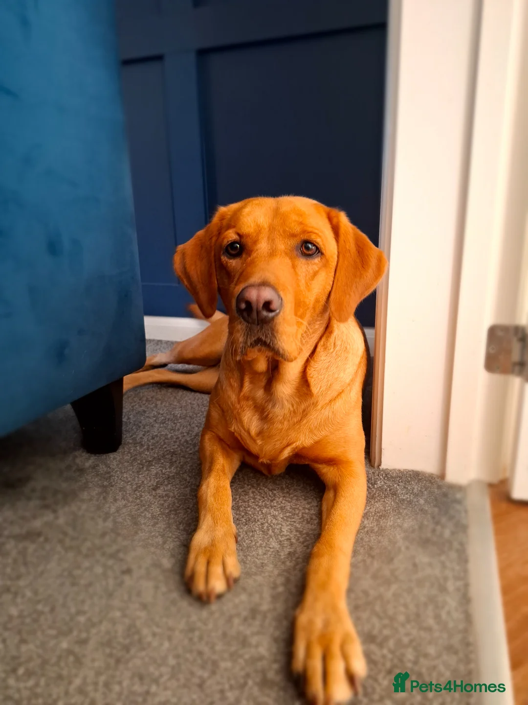 Labrador Retriever dogs for sale: Red fox Labrador puppies. 2 girls available  in Crewe - Advert 1