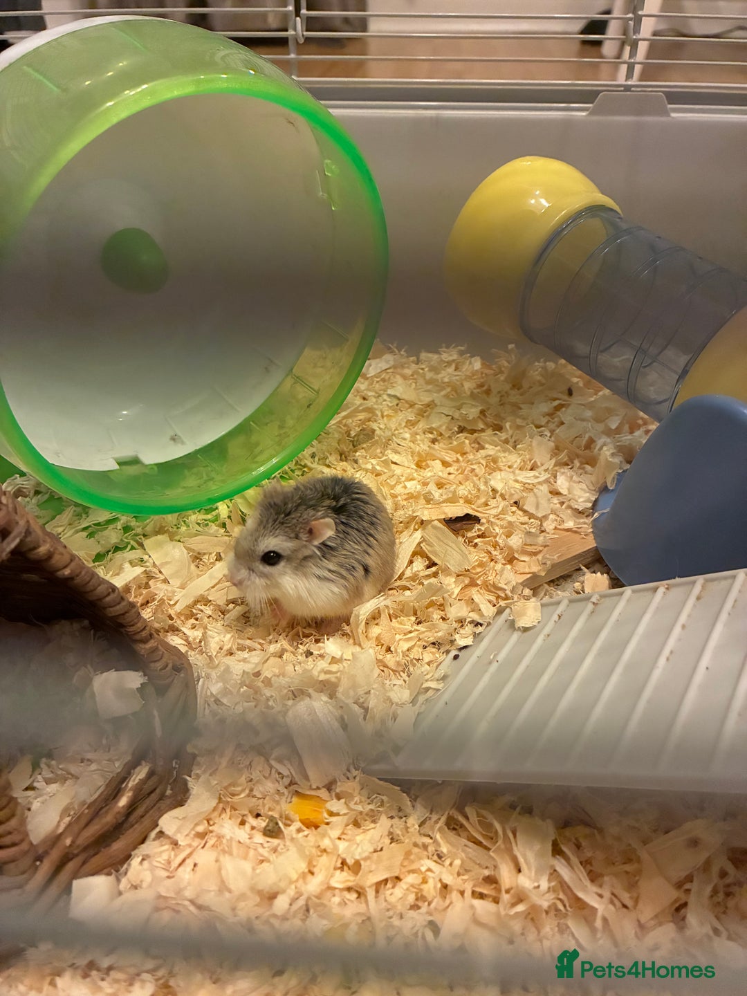 Hamster rodents for sale: Beautiful tiny Robo Hamster called Minnie - Advert 5