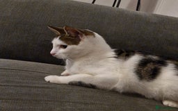 Mixed Breed cats for sale: Beautiful 11 month female cat - Image 5
