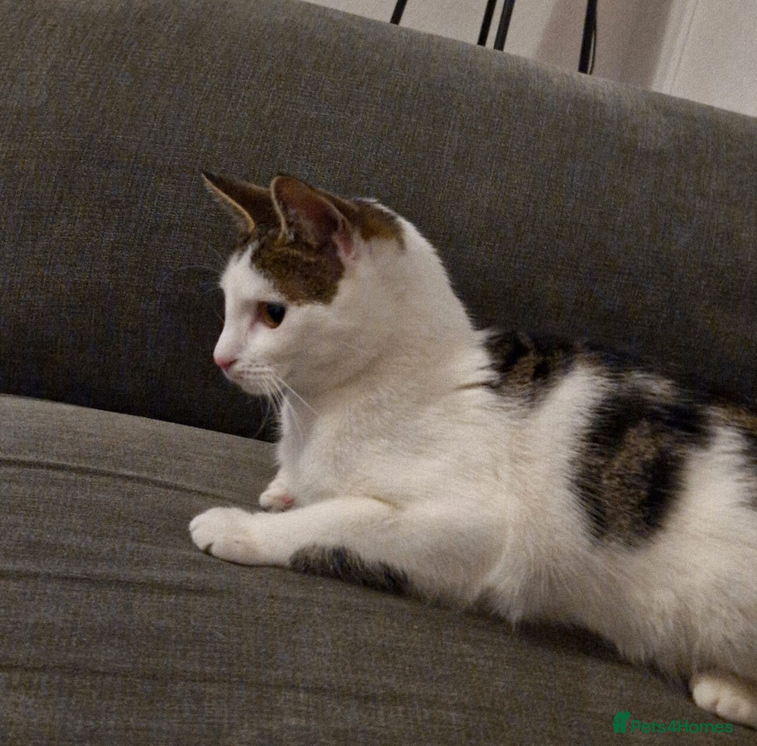 Mixed Breed cats for sale: Beautiful 11 month female cat - Image 5