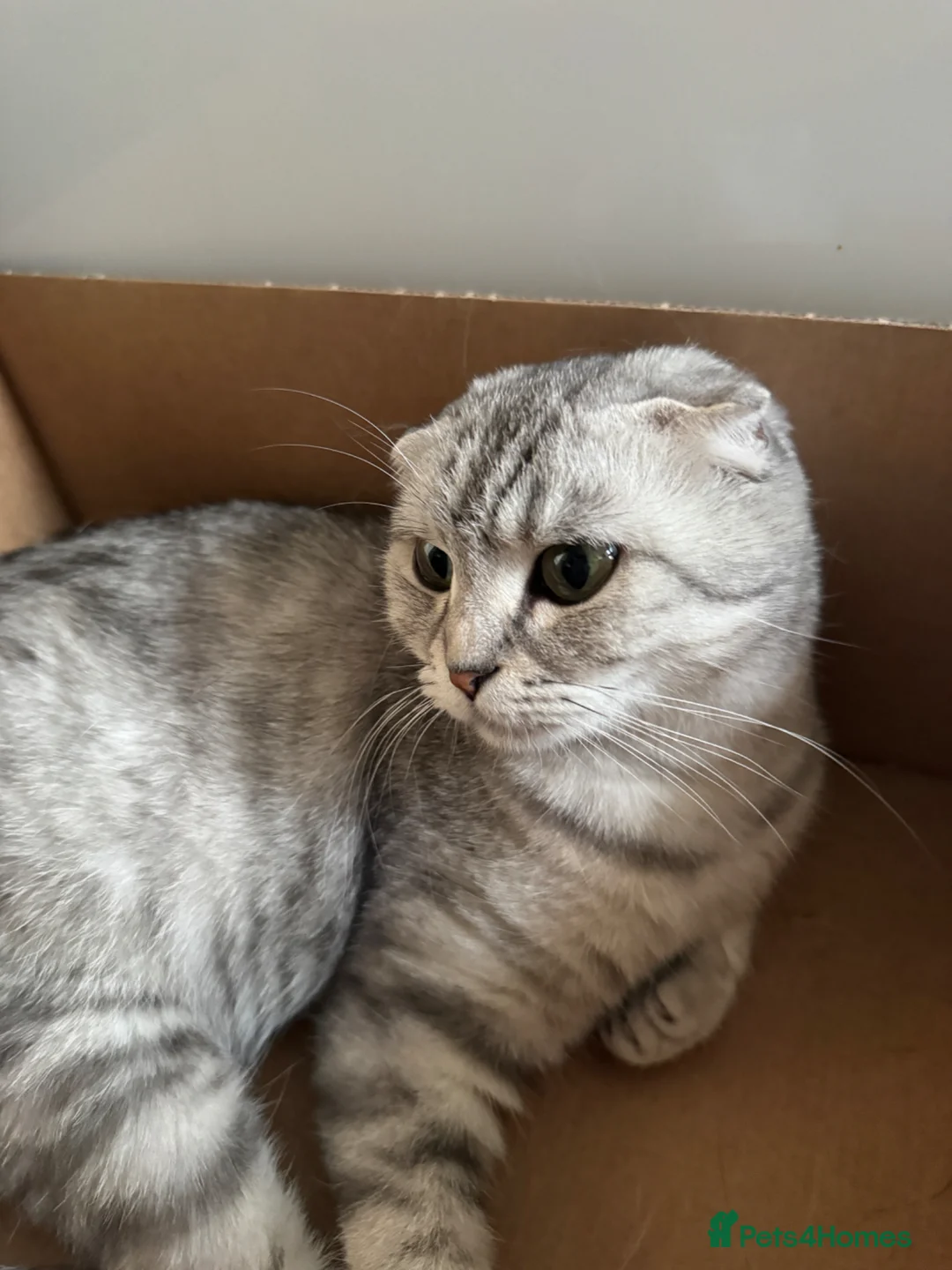 Scottish Fold cats for sale: Scottish Fold Kittens Available Dec & Jan Litters  - Advert 19