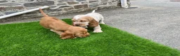 Cocker Spaniel dogs for sale: KC HEALTH TESTED show type cocker ⭐️  in Llanybydder - Advert 6