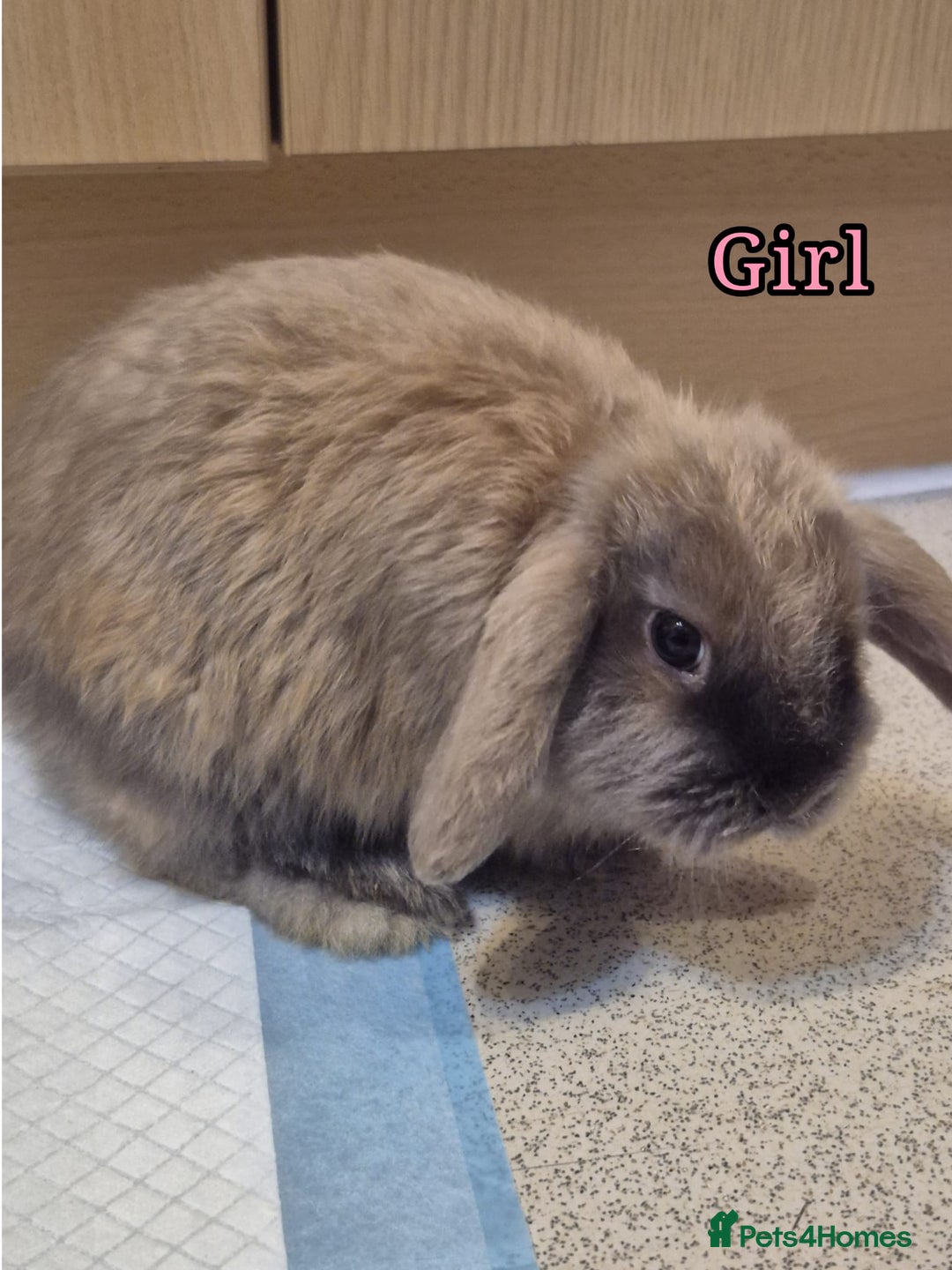 Mini Lop rabbits for sale: Mini Lop rabbits - Advert 1