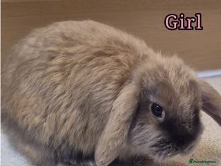 Mini Lop rabbits Mini Lop rabbits - Advert 1