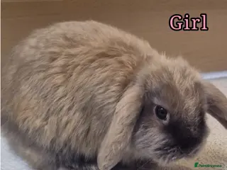 Mini Lop rabbits Mini Lop rabbits - Advert 5