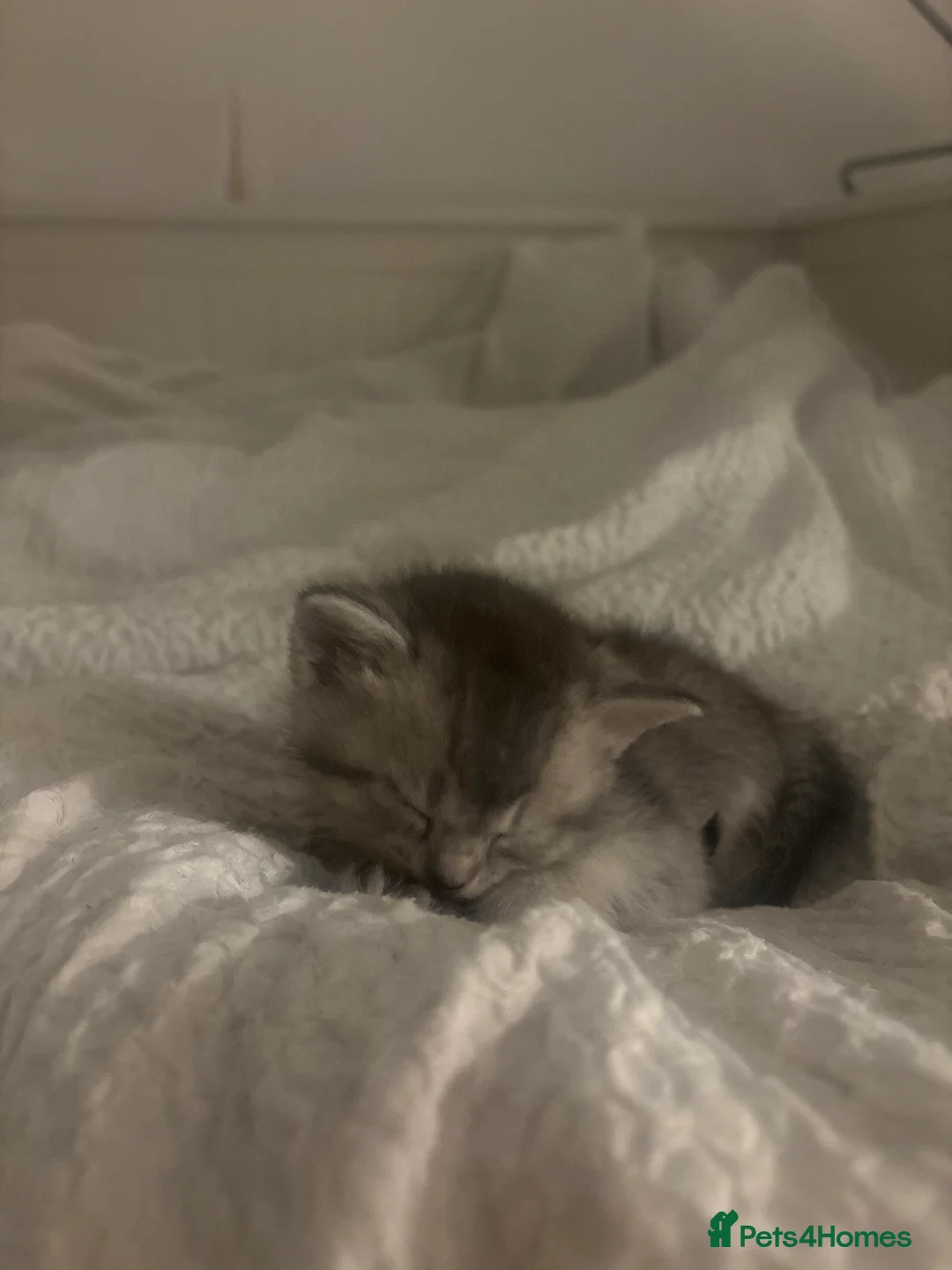 Mixed Breed cats for sale: 4 adorable grey and white kittens  - Advert 23