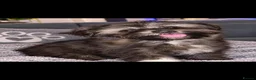 Shorkie dogs for sale: Stunning Shorkie girl - Advert 1